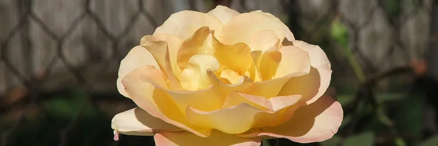 Majska ruža