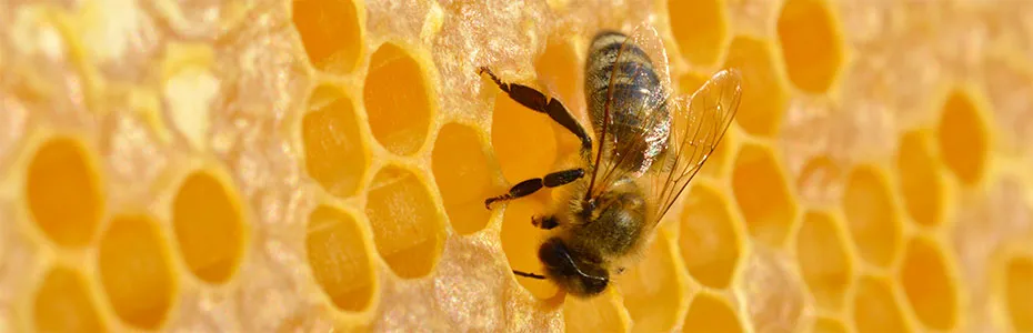 Pčela na ramu sa bagremovim medom - Tajna slatkih snova