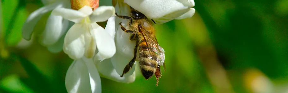 Pčela na cvetu bagrema 