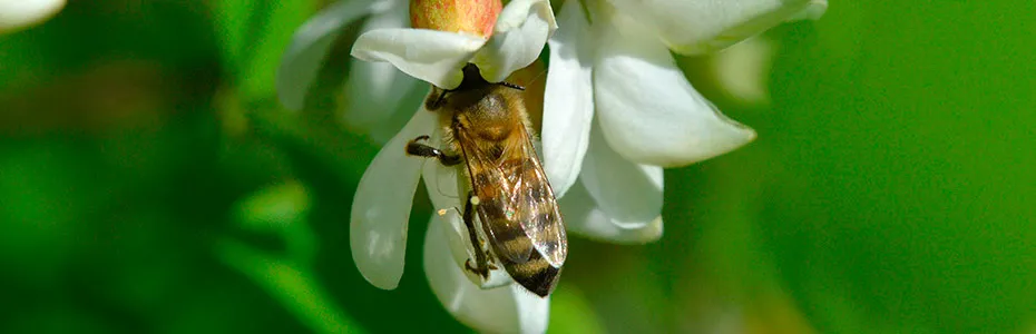 Pčela sakuplja bagremov med