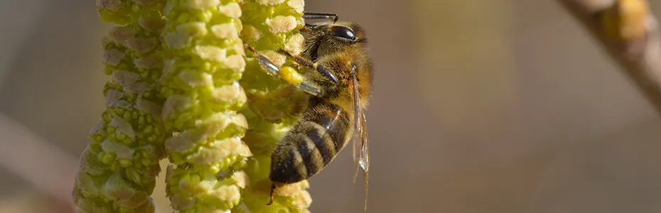 Leska - prvi polen