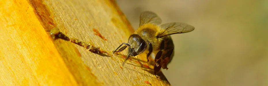 Pčela na satonosi