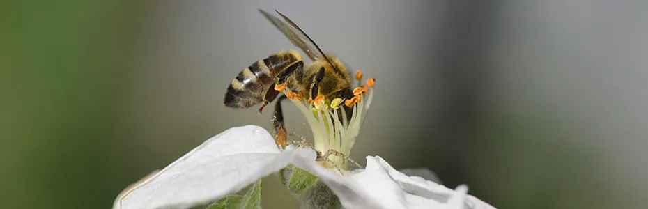 Pčela na cvetu u rano proleće
