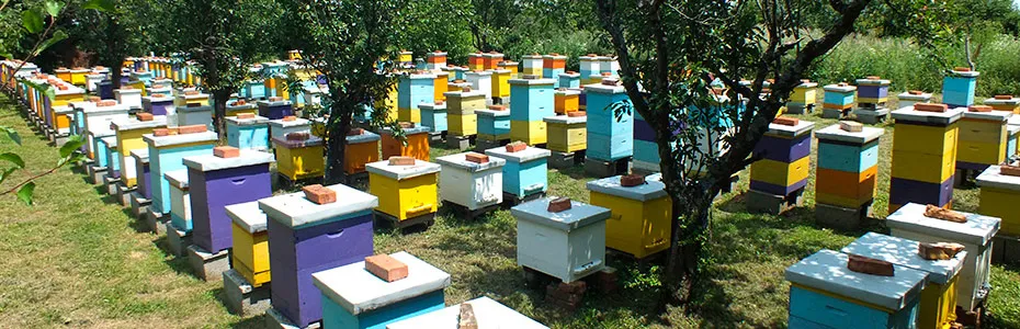 Naš pčelinjak - Pčelinjaci Stanković Mladenovac