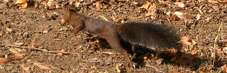 Veverica