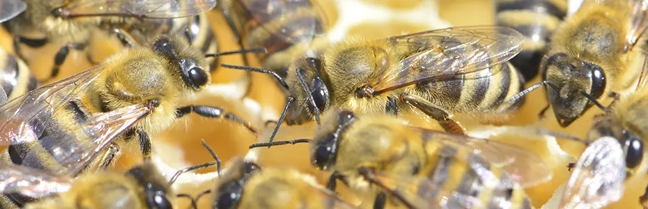 pcele preradjuju nektar u bagremov med