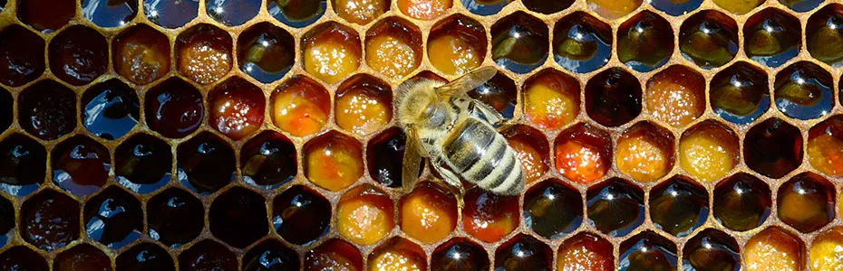 Pčela na ramu sa medom i pergom
