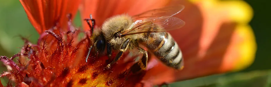 pčela na cvetu - oprašivanje