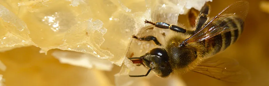 Pčela uzima med - Za svaku boljku to je lek