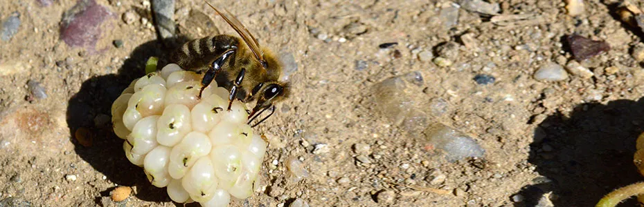 Pčela na plodu duda
