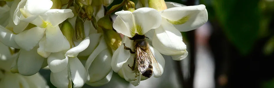 Pčela na cvetu bagrema
