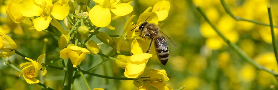 Pčela na cvetu perka