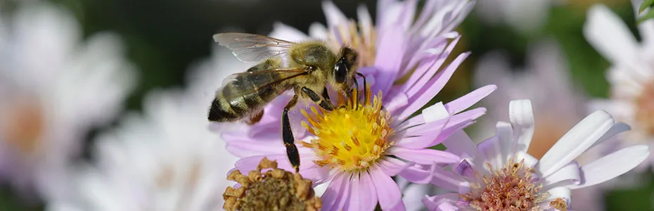 Pčela na cvetu