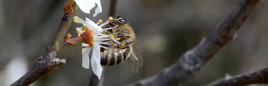 Pčela u voćnoj paši