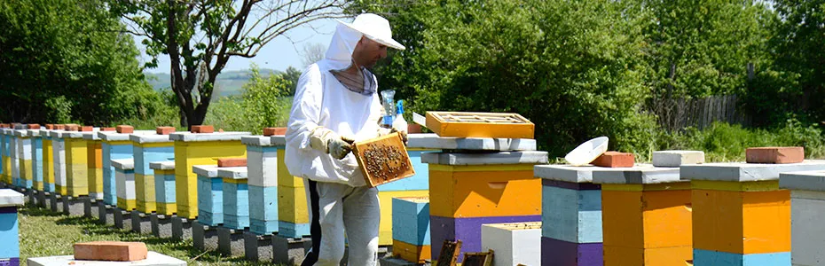 Rad na pčelinjaku - Naša svakodnevna obaveza