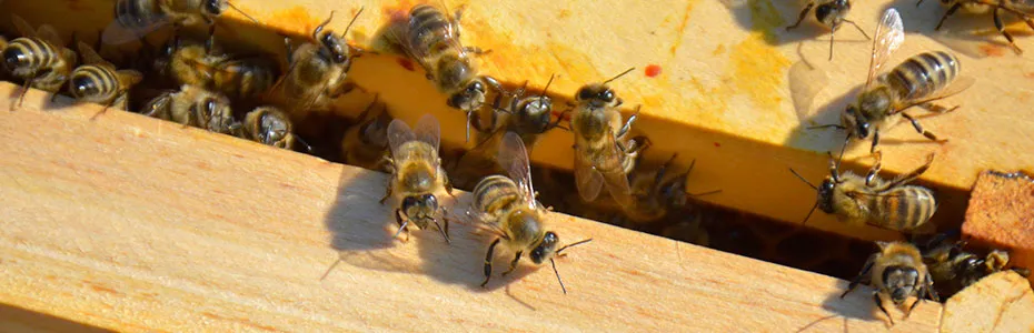 Jedna pčelinja zajednica u košnici