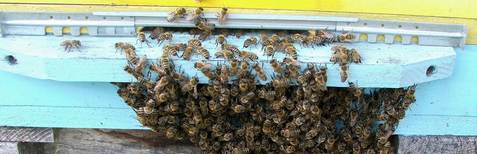 Pčele ispred košnice formirale bradu
