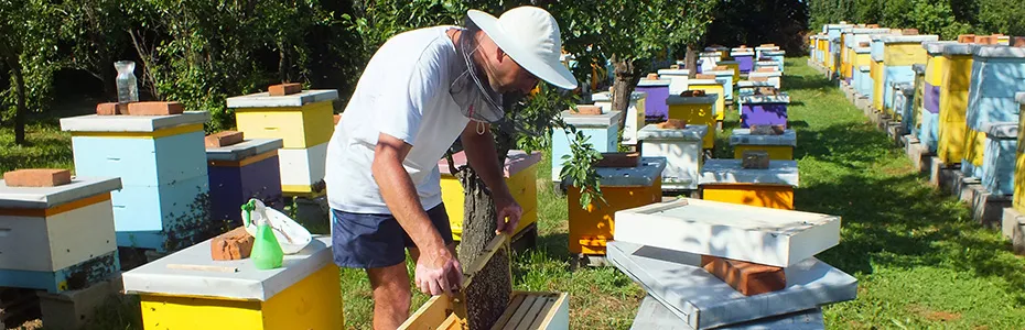 Rad na pčelinjaku