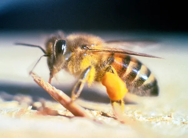 Africka medonosna pčela 