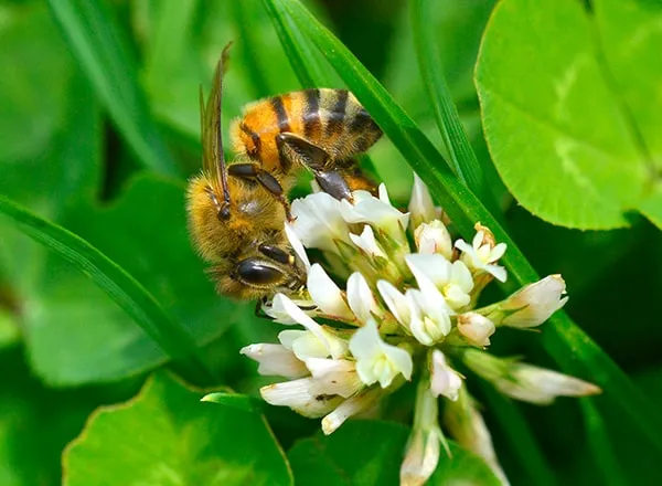 Pčela na detelini