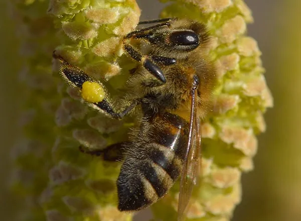 Oprašivanje leske - prvi polen koja pčela sakuplja