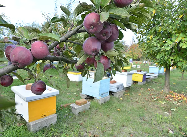 Jabuke na pčelinjaku