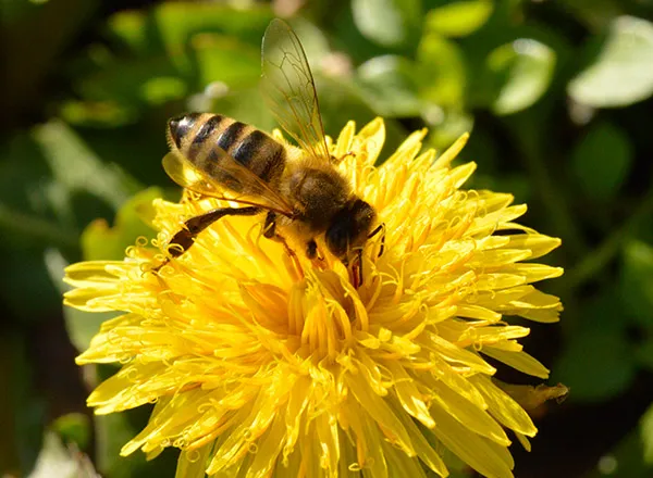 Pčela na maslačku