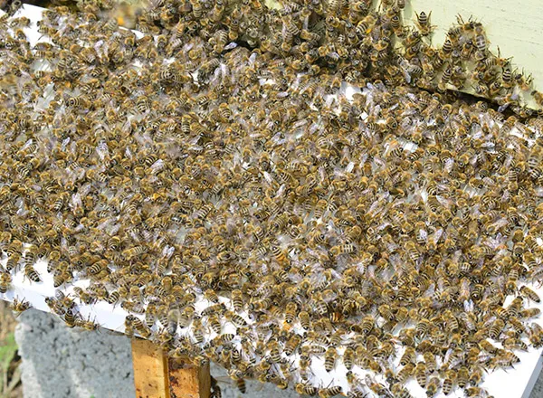 Skupljanje pčelinjeg otrova
