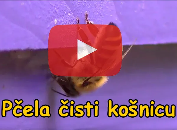 Pčela higijeničarka čisti košnicu