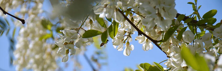 cvet bagrema - robinia pseudoacacia