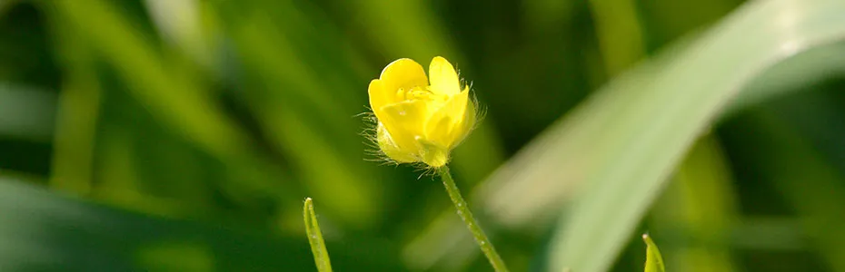 Livadski cvet
