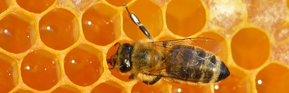Pčela i med - al je život lep 
