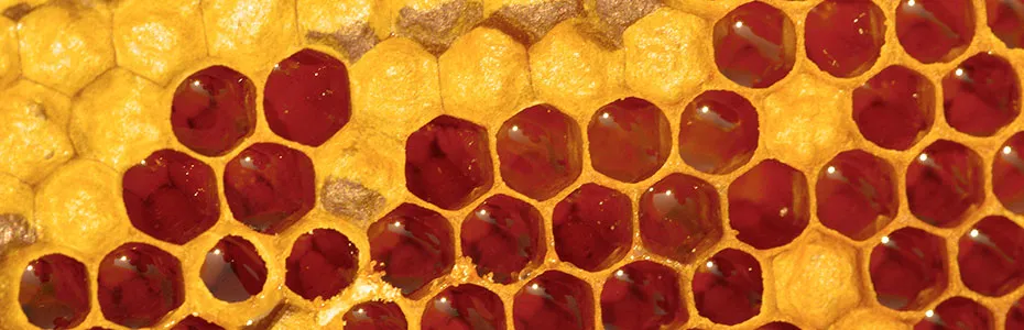 Med u saću - Krupne ćelije saća