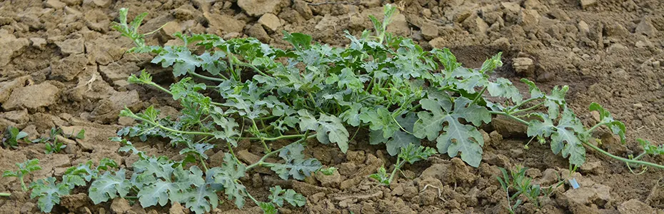 Bašti treba prekopavanje