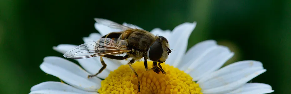 Insekti kao oprasivaci