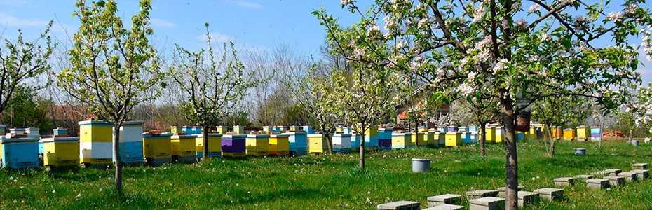 Pčelinjak u aprilu