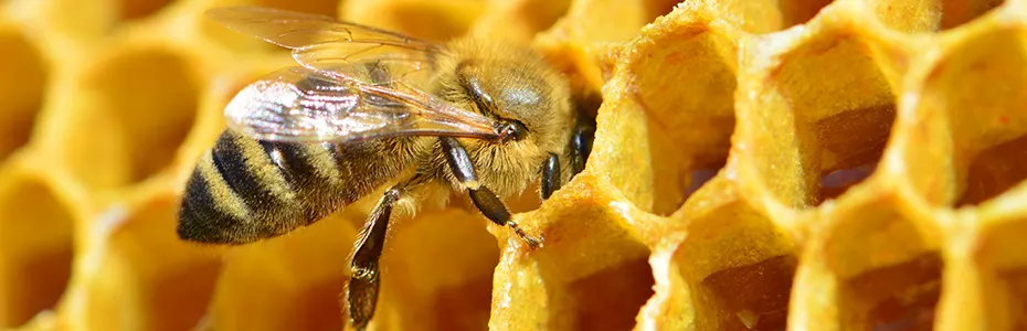 Mala pčela velika radilica 