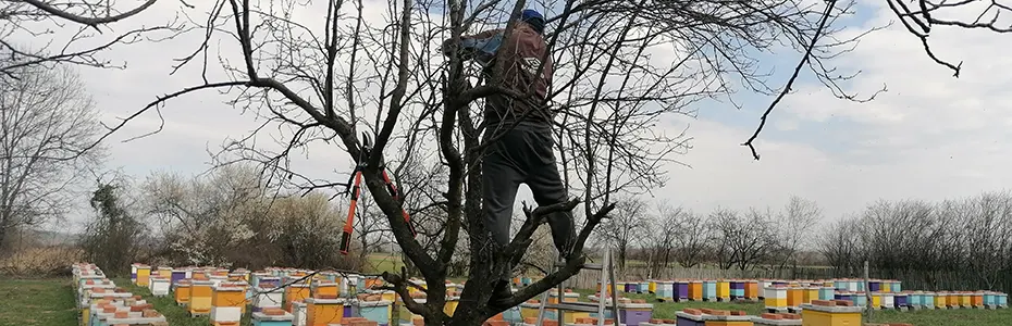 Mart - rezidba voća na pčelinjaku