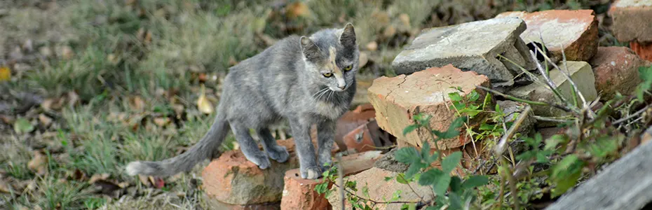 Mačka na rasturenoj cigli