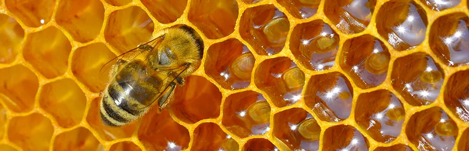 Med i pčela