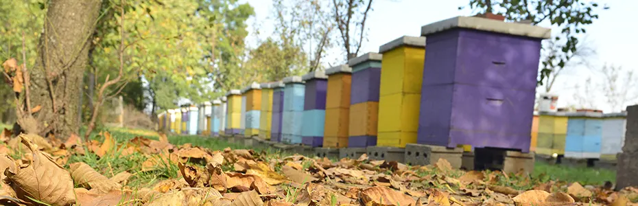 Oktobar na pčelinjaku