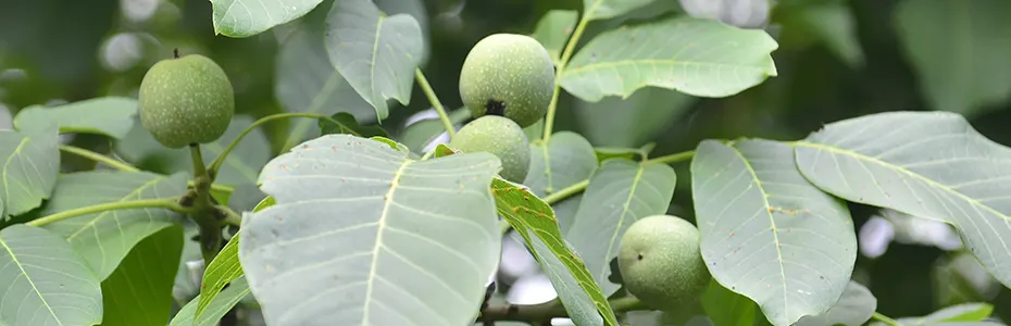 Orasi