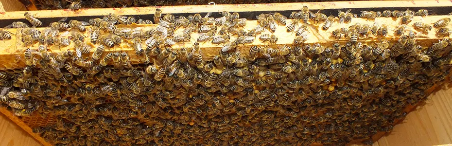 Pakovanje pcela u oplodnjake