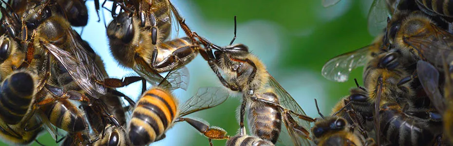 Roj pčela u krupnom planu
