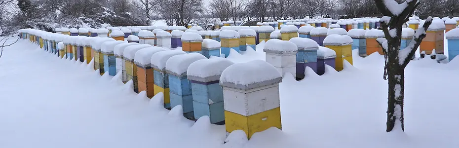 Pčelinjak u januaru