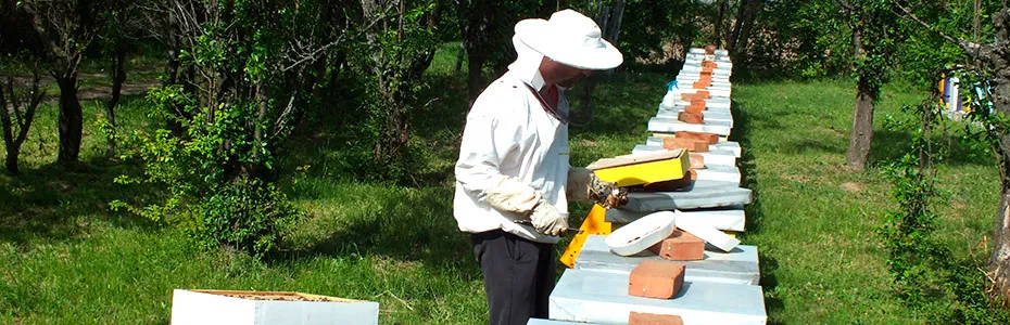 Radovi na pčelinjaku 