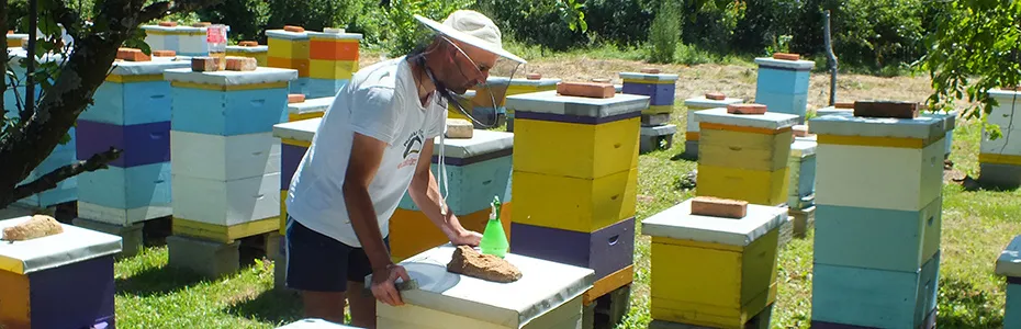 Rad na pčelinjaku