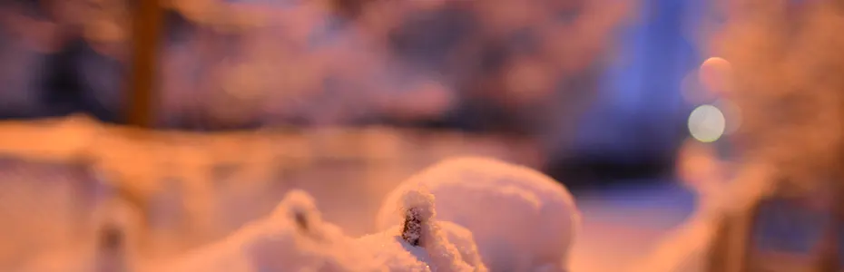 Drvo zatrpano sa snegom