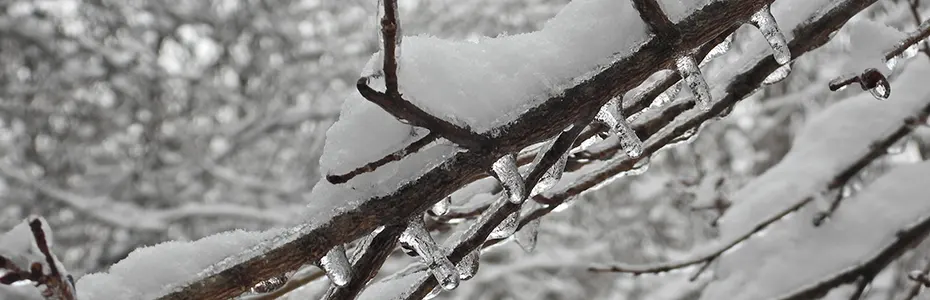 Sneg i led po granama