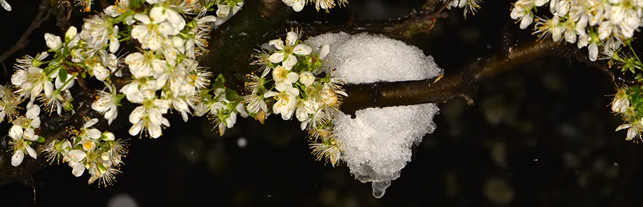 Sneg u aprilu odnosi cvet pčelama